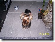 Jork��rsk� terier, Yorkshire Terrier,