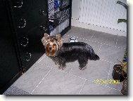 Jork��rsk� terier, Yorkshire Terrier,