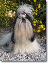 �icu, Shih-Tzu