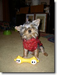 Jork��rsk� terier, Yorkshire Terrier,