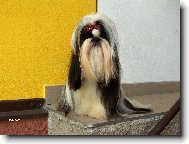 �icu, Shih-Tzu