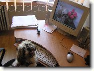 �icu, Shih-Tzu