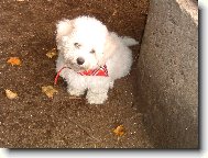 Bichon � poil fris�, Bichon Frise