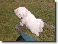 Bichon � poil fris�, Bichon Frise