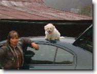 Bichon � poil fris�, Bichon Frise