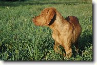 R�vidsz�r� Magyar Vizsla, Hungarian Short-haired Pointing Dog