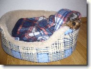 Jork��rsk� terier, Yorkshire Terrier,