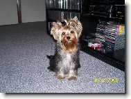 Jork��rsk� terier, Yorkshire Terrier,