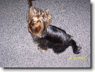 Jork��rsk� terier, Yorkshire Terrier,
