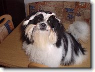 �icu, Shih-Tzu