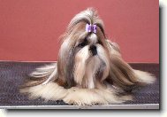 �icu, Shih-Tzu