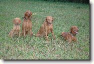 R�vidsz�r� Magyar Vizsla, Hungarian Short-haired Pointing Dog