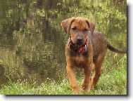 R�vidsz�r� Magyar Vizsla, Hungarian Short-haired Pointing Dog
