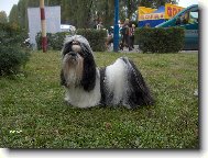 �icu, Shih-Tzu