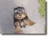 Jork��rsk� terier, Yorkshire Terrier,