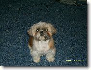 �icu, Shih-Tzu