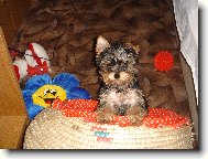 Jork��rsk� terier, Yorkshire Terrier,