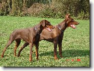 Dobermann, Doberman