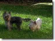 Jork��rsk� terier, Yorkshire Terrier,