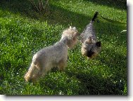 Jork��rsk� terier, Yorkshire Terrier,