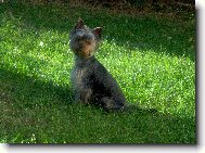 Jork��rsk� terier, Yorkshire Terrier,