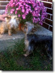 Jork��rsk� terier, Yorkshire Terrier,