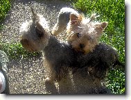 Jork��rsk� terier, Yorkshire Terrier,
