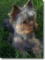 Jork��rsk� terier, Yorkshire Terrier,