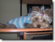 Jork��rsk� terier, Yorkshire Terrier,