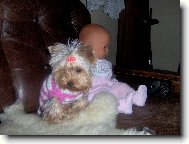 Jork��rsk� terier, Yorkshire Terrier,