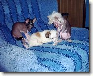Jork��rsk� terier, Yorkshire Terrier,