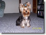 Jork��rsk� terier, Yorkshire Terrier,