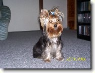 Jork��rsk� terier, Yorkshire Terrier,