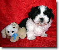 �icu, Shih-Tzu