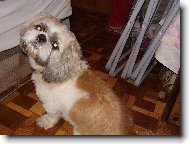 �icu, Shih-Tzu