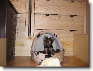 Jork��rsk� terier, Yorkshire Terrier,