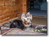 Jork��rsk� terier, Yorkshire Terrier,