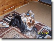 Jork��rsk� terier, Yorkshire Terrier,
