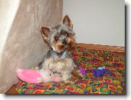 Jork��rsk� terier, Yorkshire Terrier,