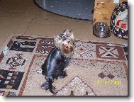 Jork��rsk� terier, Yorkshire Terrier,