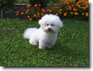 Bichon � poil fris�, Bichon Frise
