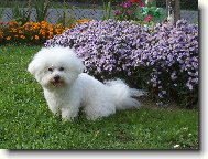 Bichon � poil fris�, Bichon Frise