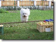 Bichon � poil fris�, Bichon Frise