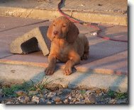 R�vidsz�r� Magyar Vizsla, Hungarian Short-haired Pointing Dog