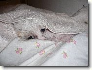 R�vidsz�r� Magyar Vizsla, Hungarian Short-haired Pointing Dog