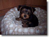 Jork��rsk� terier, Yorkshire Terrier,