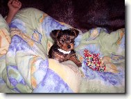 Jork��rsk� terier, Yorkshire Terrier,