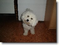 Bichon � poil fris�, Bichon Frise