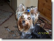 Jork��rsk� terier, Yorkshire Terrier,