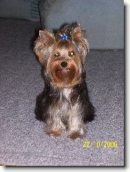 Jork��rsk� terier, Yorkshire Terrier,